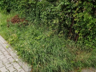 List – zapomniana ścieżka