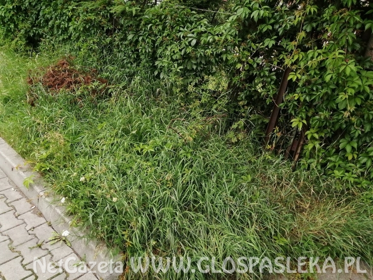 List – zapomniana ścieżka