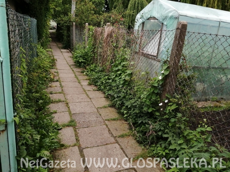 List – zapomniana ścieżka