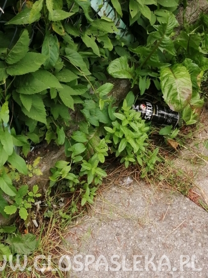 List – zapomniana ścieżka