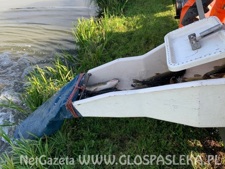 Zarybianie zakończone