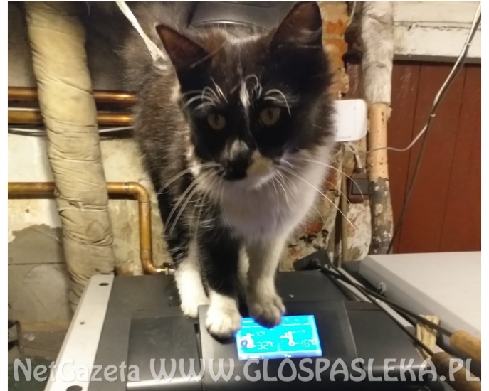 Czarny kot z białymi akcentami