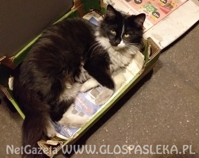 Czarny kot z białymi akcentami