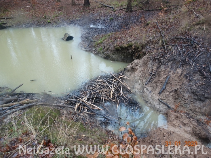 Inżynieria wodna według bobra