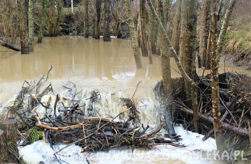Inżynieria wodna według bobra