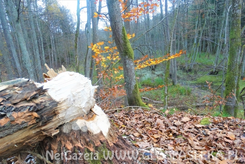 Inżynieria wodna według bobra