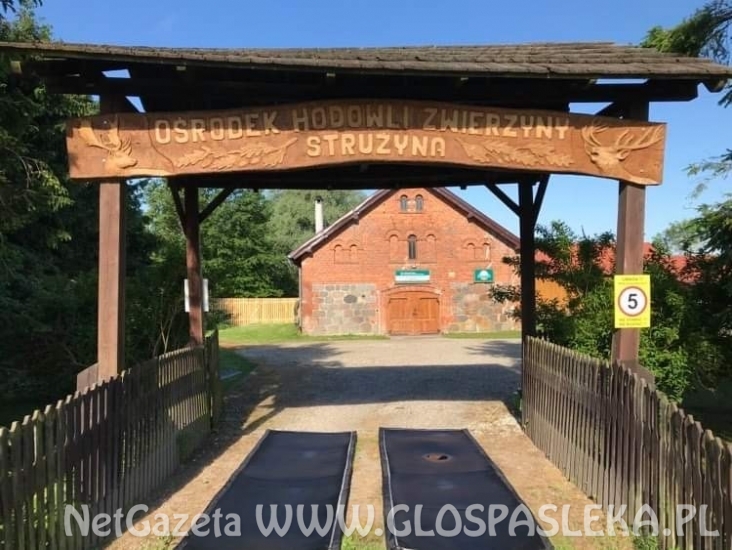 TRZYSETNA SZTUKA DZICZYZNY SPRZEDANA NA RYNKU LOKALNYM