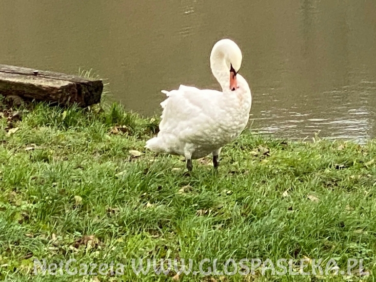 Łabędź z kotwicą w szyi 