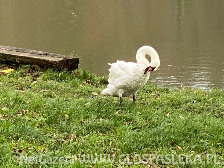 Łabędź z kotwicą w szyi 