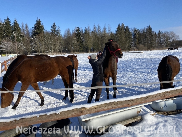 Nasze konie