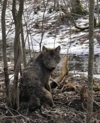 Akcja uwolnienia wilka
