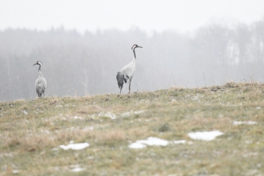 Boćków nie ma, są żurawie