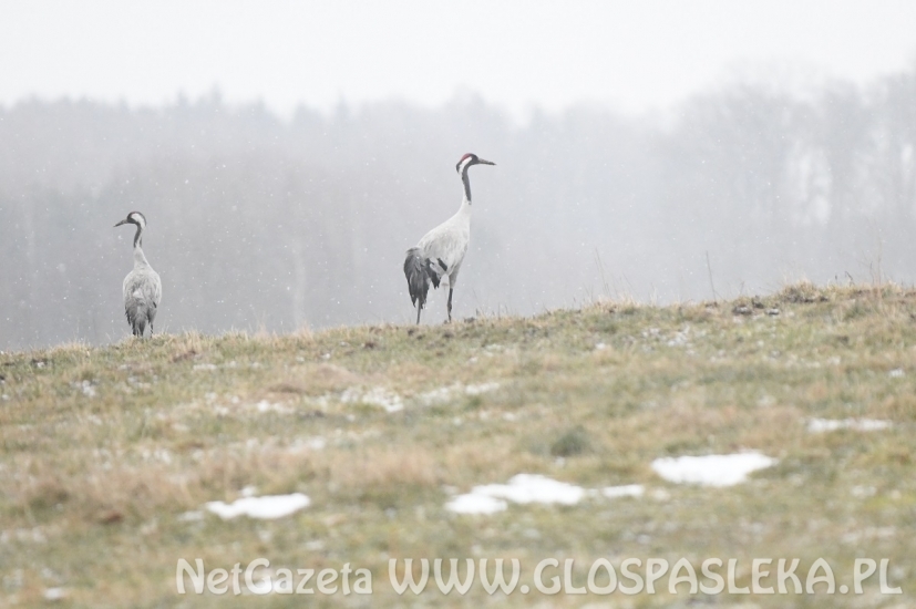 Boćków nie ma, są żurawie