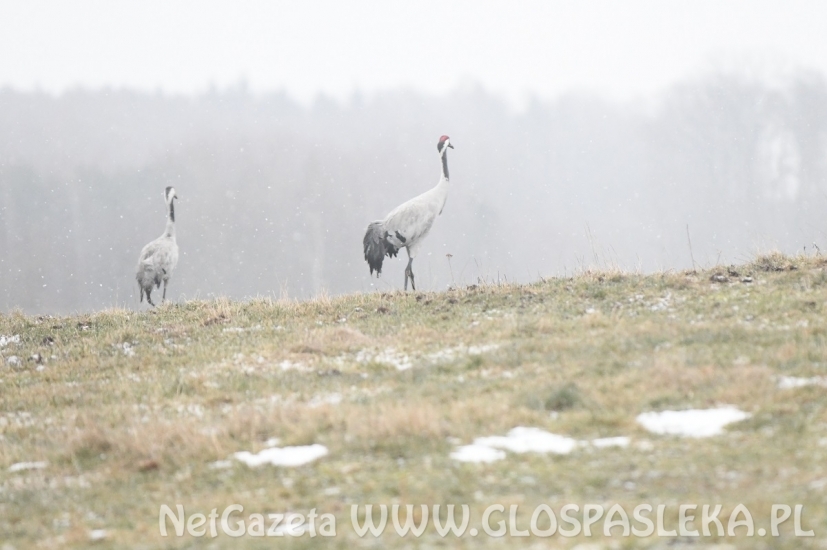 Boćków nie ma, są żurawie