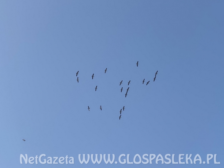 Boćków nie ma, są żurawie
