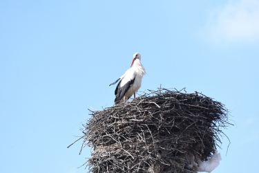 Dwa boćki w Kroninie