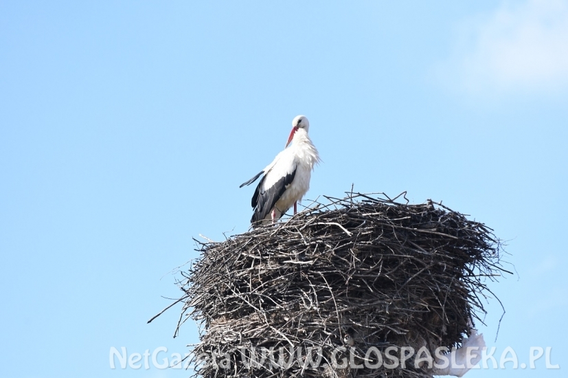 Dwa boćki w Kroninie