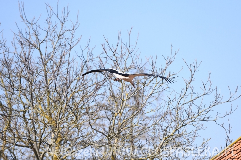 Dwa boćki w Kroninie