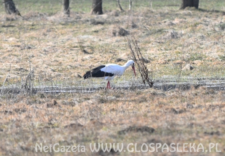 Dwa boćki w Kroninie