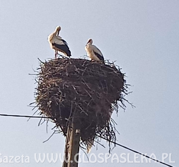 Dwa boćki w Kroninie