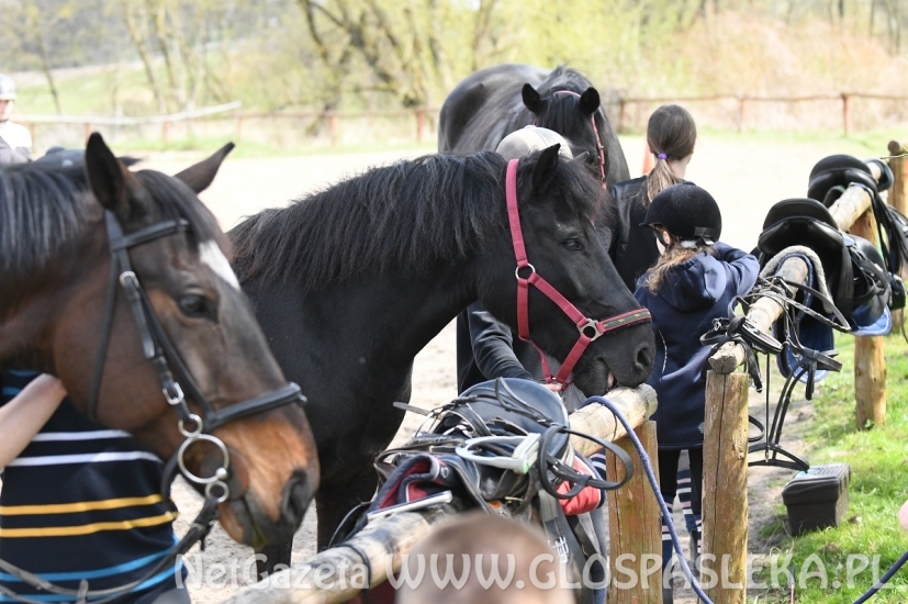 Nasze konie