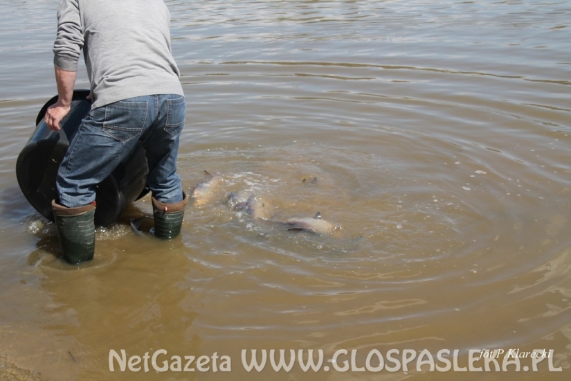 Zarybienie Jeziorka