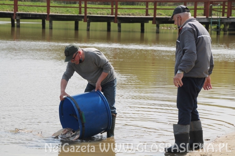 Zarybienie Jeziorka