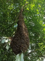 Z pszczołami w przyjaźni