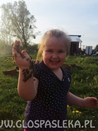 Z pszczołami w przyjaźni