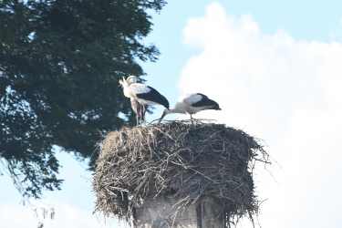 Bociany szykują się do odlotu