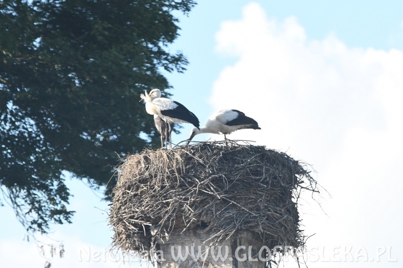 Bociany szykują się do odlotu