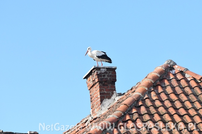 Bociany szykują się do odlotu