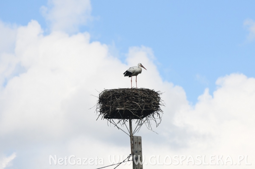 Bociany szykują się do odlotu