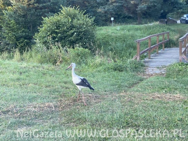 Bociany szykują się do odlotu