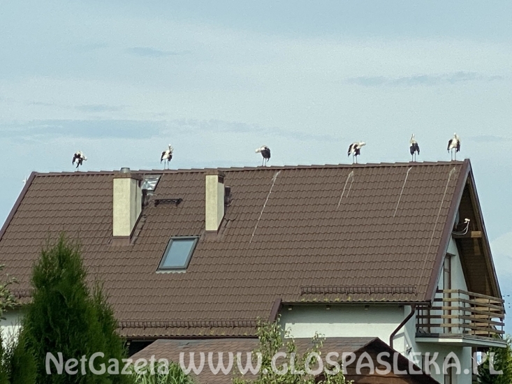 Bociany szykują się do odlotu