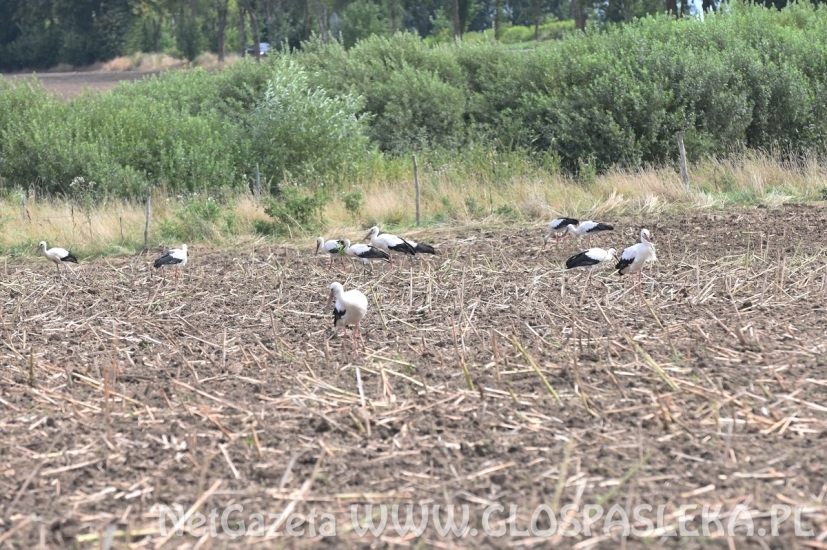 Bociany szykują się do odlotu