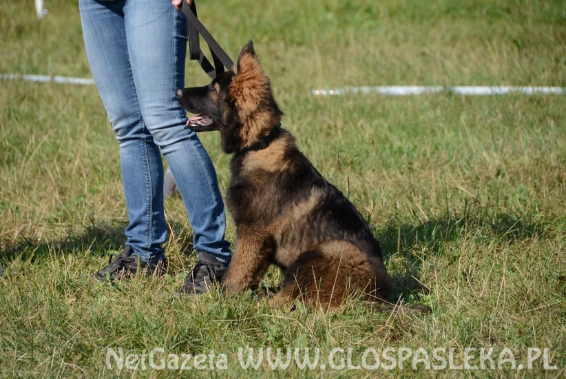 Wystawa psów rasowych