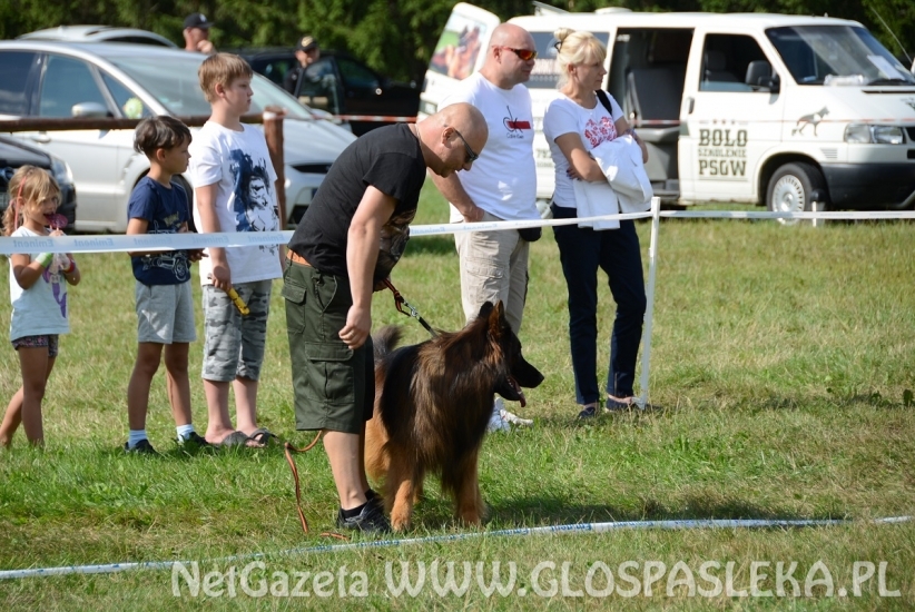 Wystawa psów rasowych