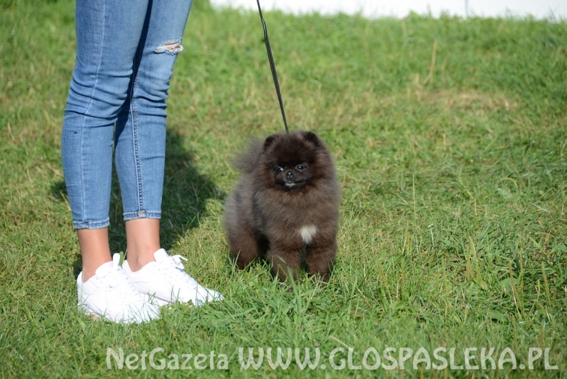 Wystawa psów rasowych