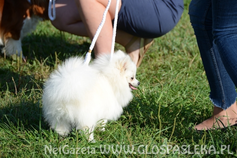 Wystawa psów rasowych