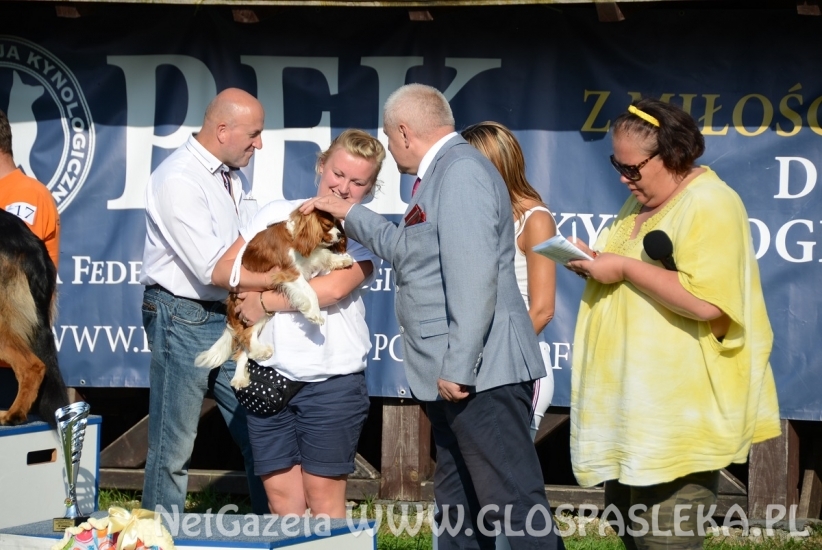 Wystawa psów rasowych