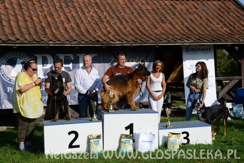 Wystawa psów rasowych