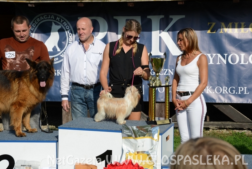 Wystawa psów rasowych