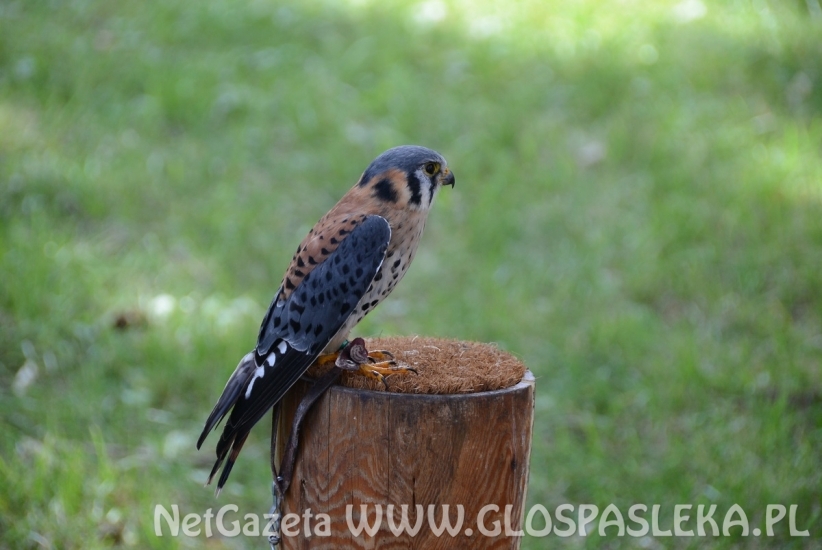 Jarmark św. Bartłomieja