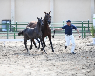 Czempionat młodych koni