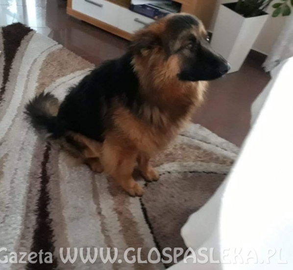 Poszukujemy zaginionego czteronożnego przyjaciela