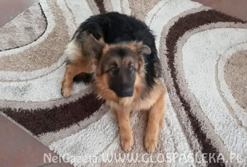 Poszukujemy zaginionego czteronożnego przyjaciela