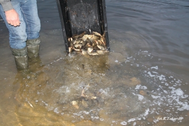Ponowne zarybianie Jeziorka w Parku Ekologicznym
