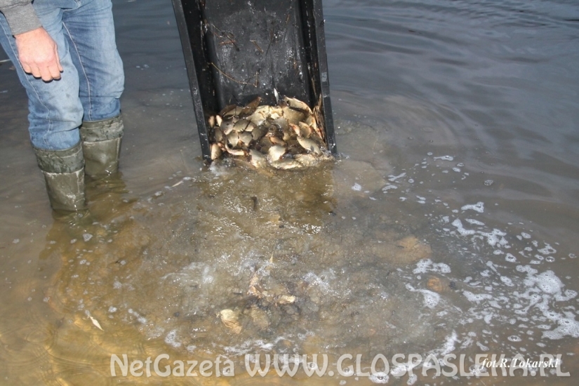 Ponowne zarybianie Jeziorka w Parku Ekologicznym