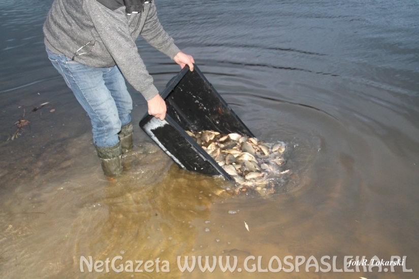 Ponowne zarybianie Jeziorka w Parku Ekologicznym